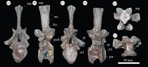 The Postcranial Skeleton Of The Erythrosuchid Archosauriform Garjainia