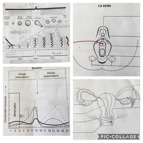 Le système reproducteur Diagram Quizlet