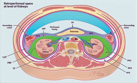 retroperitoneal cancer   depth overview