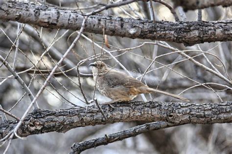 A Crissal Thrasher (Toxostoma Crissale), Arizona, USA Stock Photo