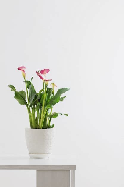 Premium Photo Pink Calla Lily In Flower Pot On White Background