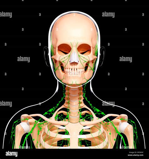 Human Lymphatic System Artwork Stock Photo Alamy