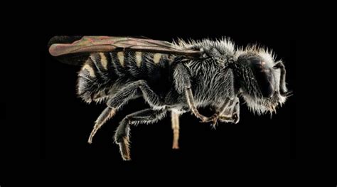 Descubren Nueva Especie De Abeja En Israel INVDES