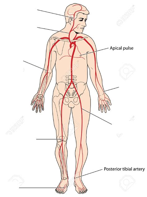 Pulse Points Diagram Quizlet