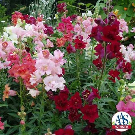 23 of the Best Snapdragon Varieties to Grow at Home