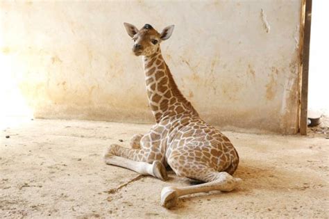 baby_giraffe – The Yucatan Times