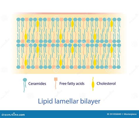 Lipid Lamellar Bilayer Diagram Vector On White Background. | CartoonDealer.com #251056840