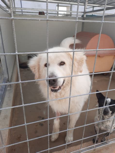 Raro Bellissimo Simil Pastore Maremmano Cane A Grosseto In Regalo