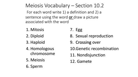 Meiosis Vocab Crossword WordMint Worksheets Library