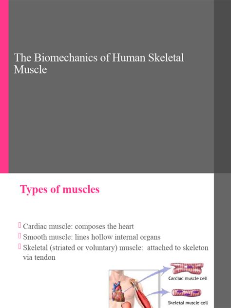 Biomechanics of Human Skeletal Muscle | PDF | Skeletal Muscle | Muscle