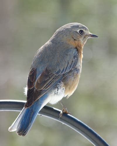 Female Eastern Bluebird - FeederWatch