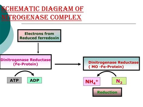 Ppt Nitrogen Metabolism Fixation Powerpoint Presentation Id3721303