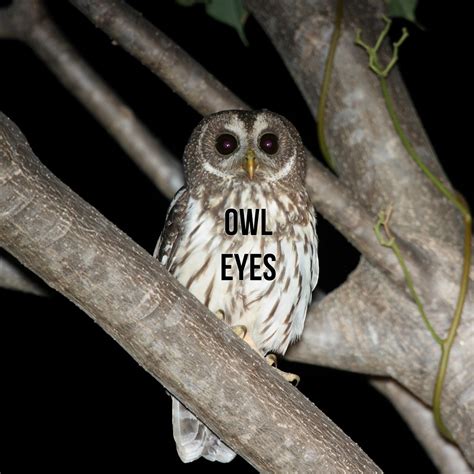 Owl Eyes - release date, videos, screenshots, reviews on RAWG