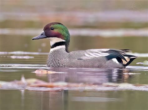 Falcated Duck Mareca Falcata Birds Of The World