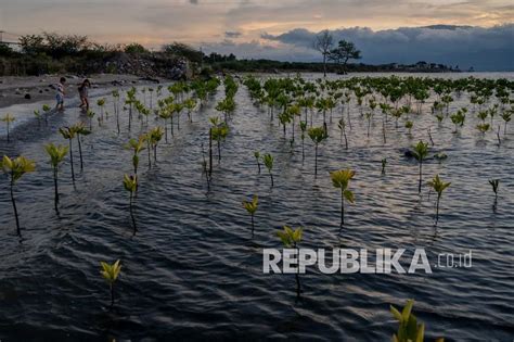 Pemprov Jatim Targetkan Tanam Mangrove Capai Hektare