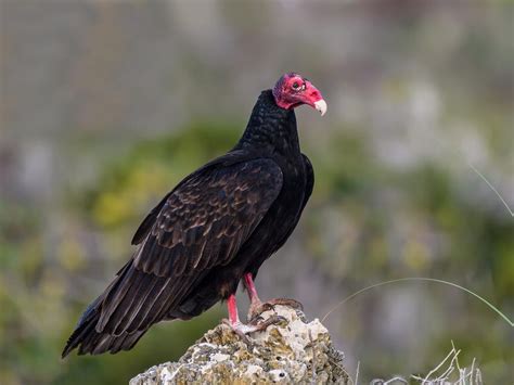 Turkey Vulture Nesting (Behavior, Eggs + Location) | Birdfact