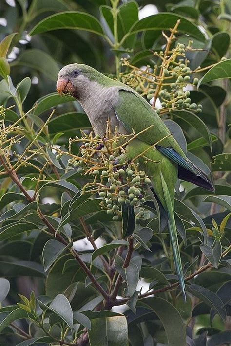 Parrot Encyclopedia | Monk Parakeet | World Parrot Trust