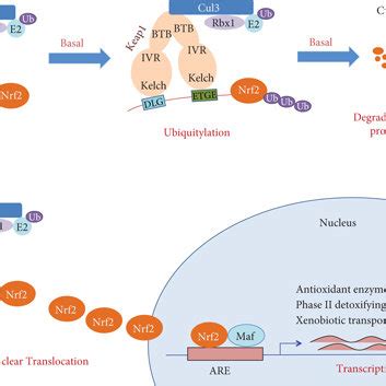 Schematic model of the regulation of the Nrf2 signaling pathway. Under ... 