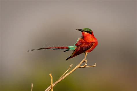 Southern Carmine Bee Eater On Branch Turning Head Stock Image Image