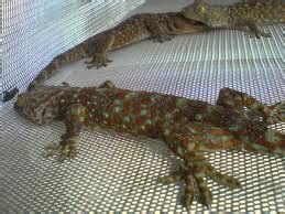 FOTO-FOTO GIANT GECKO/ TOKEK GEDE | Animal husbandry