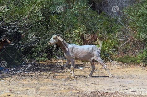 Sahelian Goat Exploring The Unique Breed In Its Natural Habitat Stock