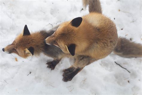 Mating Foxes 1 by JRL5 on DeviantArt