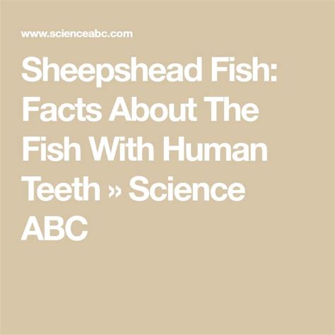 Sheepshead Fish: Facts About The Fish With Human Teeth » Science ABC ...