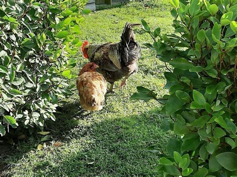 Grippe aviaire un foyer détecté en Haute Corse la France passe en