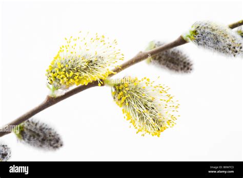 Willow Salix Catkins Pussy Willows Stock Photo Alamy