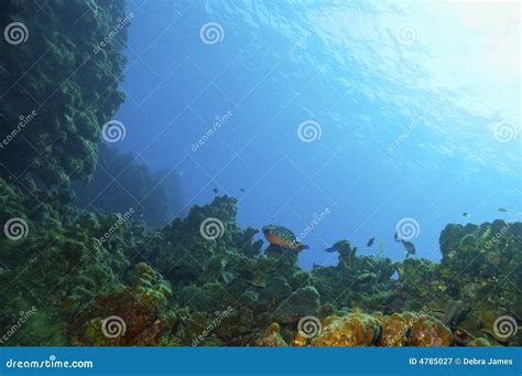 Parrotfish and coral reef stock image. Image of scuba - 4785027