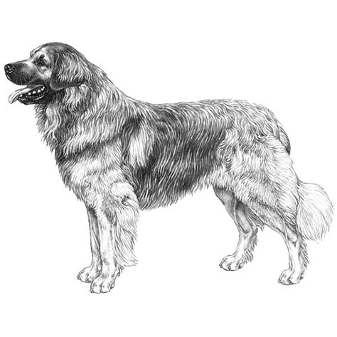 Leonberger Retriever Mix