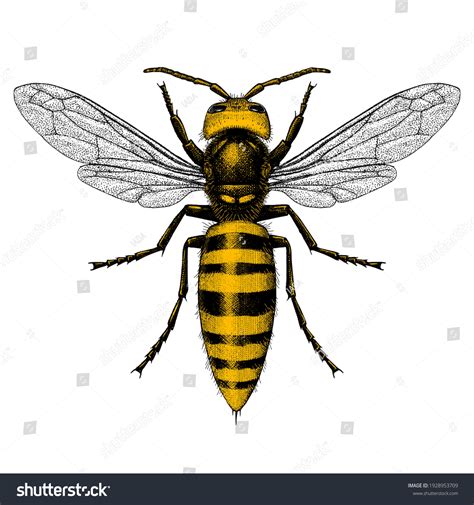 Illustration Giant Asian Hornet Murder Hornet Stock Vector Royalty Free 1928953709 Shutterstock