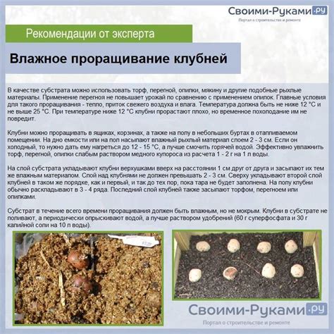 Проращивание картофеля перед посадкой: как сделать чтобы рассада росла ...