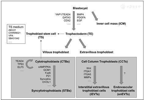 Placental Development And Pregnancy Associated Diseases Maternal