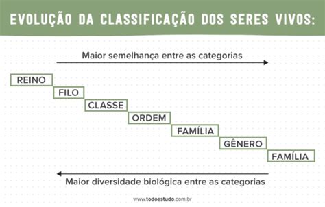 Classificação dos seres vivos: conheça como é feita