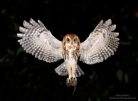 Eastern Screech Owl Flying