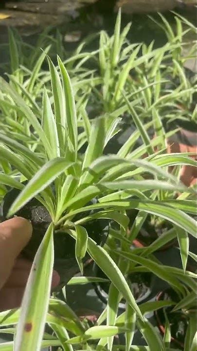 Spider Plant Easy To Grow Plant Spiderplant Airpurifyingplant Youtube