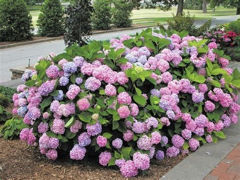 Fully grown Endless Summer Hydrangea