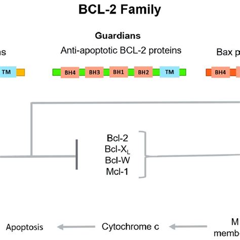 Classification of BCL-2 family proteins and their role in the... | Download Scientific Diagram