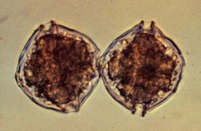 Causes and Consequences of Cell Death in the Toxic Dinoflagellate ...