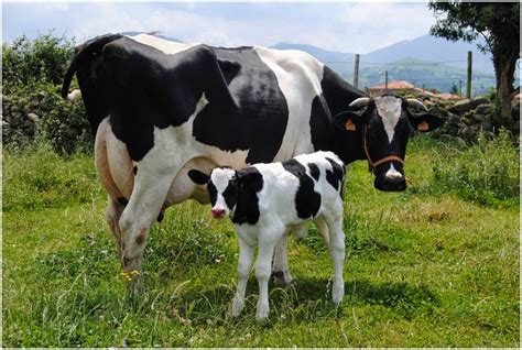 Generalidades de la Ganadería Bovina octubre 2014