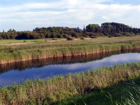 Free Images Landscape Tree Grass Marsh Swamp Wilderness Meadow