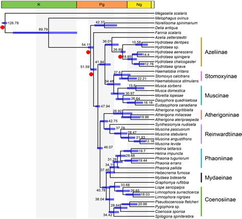 Insects Free Full Text Phylogeny And Evolutionary Timescale Of