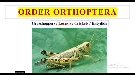 Order Orthoptera - YouTube