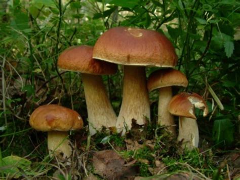 Чужие фото - 5 фото. Фотографии Анюта Гурина.