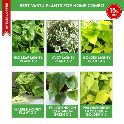 Best Vastu Money Plants For Home Combo Santhi Online Plants Nursery