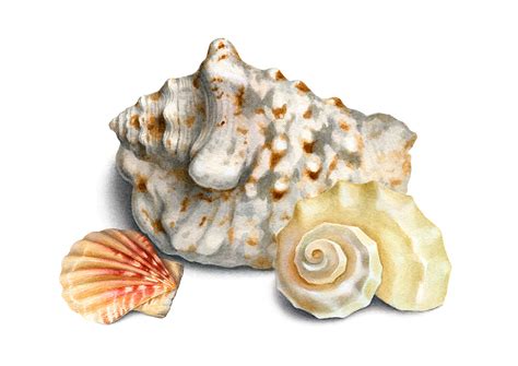 Watercolor seashells on Behance