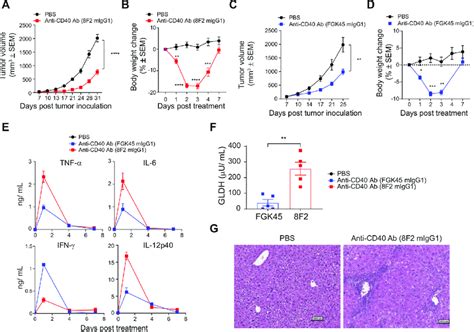 Anti Cd40 Agonistic Antibody Eradicates Tumor And Induces Transient