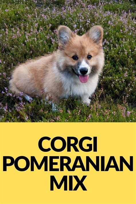 What Is A Corgi Pomeranian Mix A Complete Guide To Corgipom Corgi Pomeranian Mix Corgi