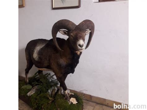 muflon